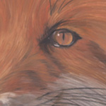 'Fox Stare' by Stephanie Price